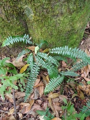 Asplenium truncatum
