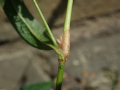 Persicaria maculosa
