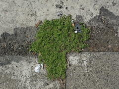 Lepidium didymum