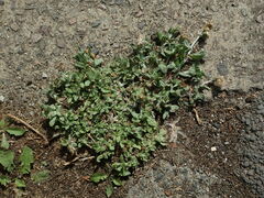 Helichrysum luteoalbum