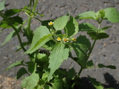 Galinsoga quadriradiata