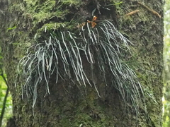 Haplopteris elongata