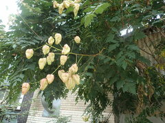 Koelreuteria paniculata