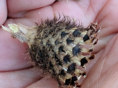 Centaurea phrygia