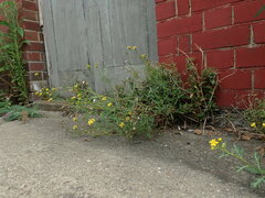Senecio squalidus