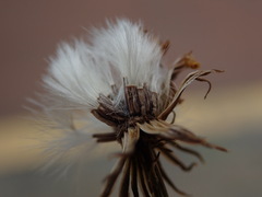 Senecio squalidus