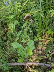 Centaurea phrygia