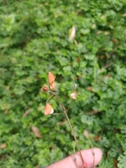 Hylodesmum repandum