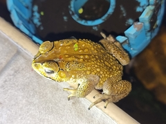 Duttaphrynus melanostictus