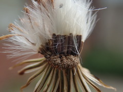 Senecio squalidus