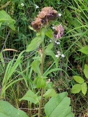 Centaurea phrygia