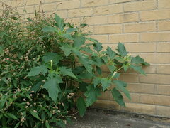 Datura stramonium