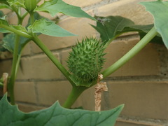 Datura stramonium