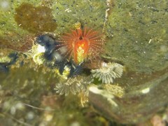 Spirobranchus cariniferus