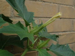 Datura stramonium