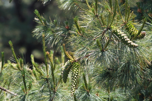 Mexican white pine (Pinus ayacahuite)