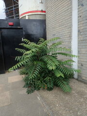 Ailanthus altissima