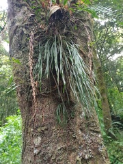 Haplopteris elongata