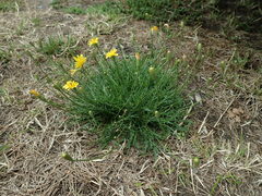 Scorzoneroides autumnalis