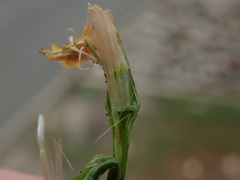 Scorzoneroides autumnalis