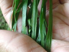 Haplopteris elongata