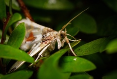 Leucinodes orbonalis