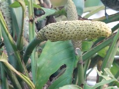 Monstera adansonii