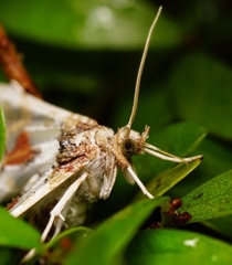 Leucinodes orbonalis