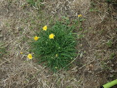 Scorzoneroides autumnalis
