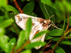 Leucinodes orbonalis