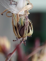 Lactuca
