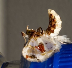 Leucinodes orbonalis