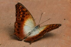 Charaxes varanes