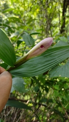 Sobralia decora