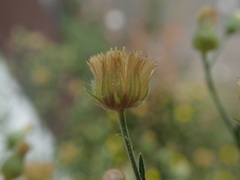Erigeron sumatrensis