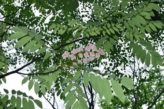 Bretschneidera sinensis