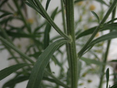 Erigeron sumatrensis