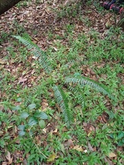 Asplenium truncatum