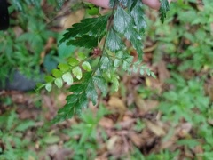 Asplenium truncatum