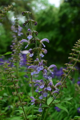 Salvia miltiorrhiza