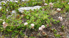 Trifolium pallescens