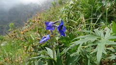 Delphinium dubium