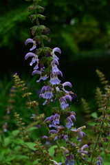 Salvia miltiorrhiza