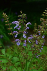 Salvia miltiorrhiza