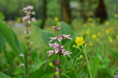 Stachys geobombycis