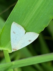 Rivula propinqualis