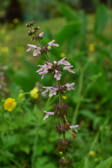 Stachys geobombycis
