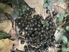 Cephalophus silvicultor