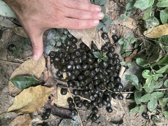 Cephalophus silvicultor