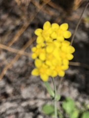Gymnodiscus capillaris
